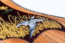 Gibson Doves in Flight All Koa-11.jpg